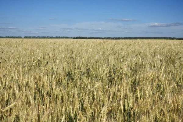 Ears of wheat — Stock Photo, Image