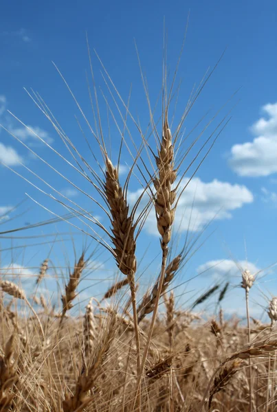 Campo di orzo — Foto Stock