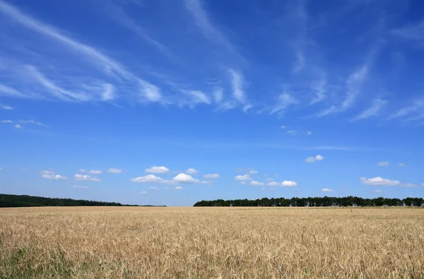 Campo de cebada —  Fotos de Stock