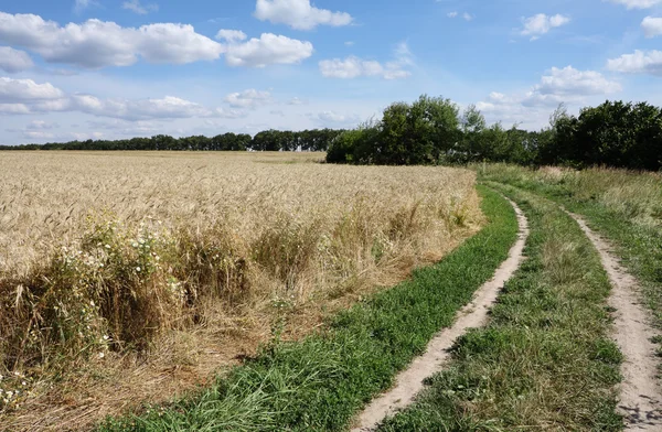 Campo de cebada —  Fotos de Stock