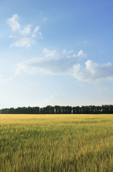 Paesaggio — Foto Stock