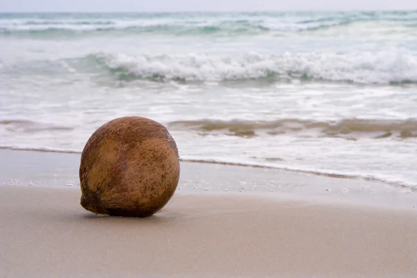 Noix de coco sur sable — Photo