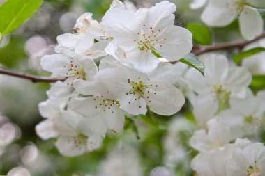arka plan güzel beyaz kiraz çiçekleri ile