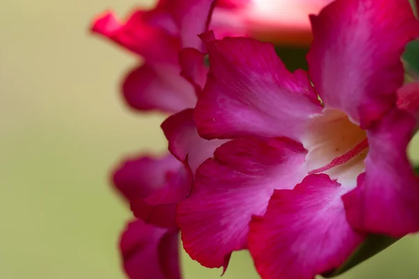 Pink flower on a green background — Stock Photo, Image