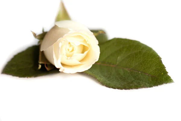 Single white rose with leaves and stem on white background — Stock Photo, Image