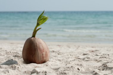 coconut sprout on the tropical sea beach