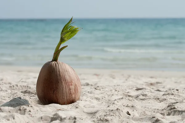 Choux de coco sur la plage de la mer tropicale — Photo