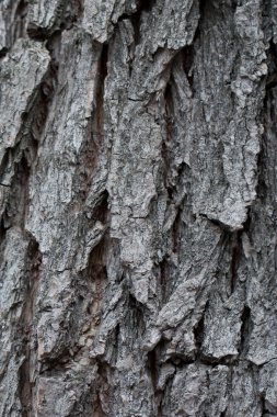 tablones de madera rombo árbol de fondo