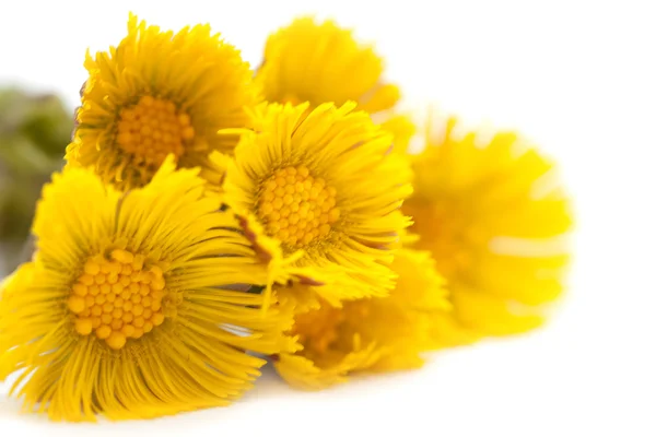 Yellow flowers isolated on white background — Stock Photo, Image