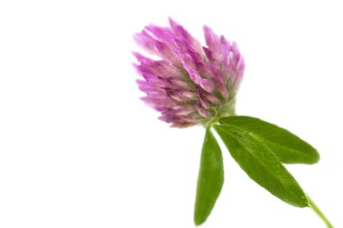 beyaz zemin üzerine yonca çiçek