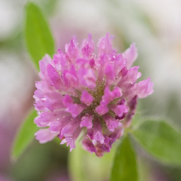 핑크 클로버 꽃 초원에 성장 — 스톡 사진