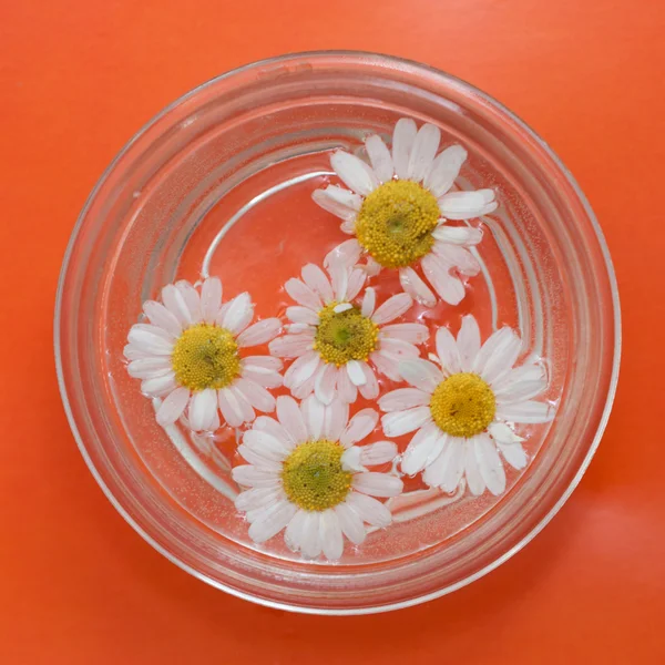 Beautiful daisies in a glass bowl on a red background — Stock Photo, Image