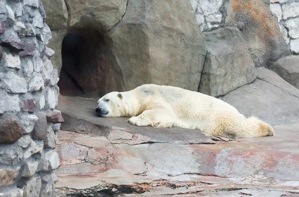 Oso polar en un zoológico — Foto de Stock