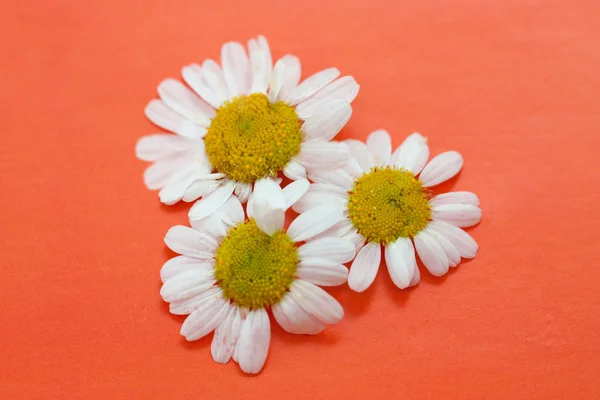 White daisies on a red background — Stock Photo, Image