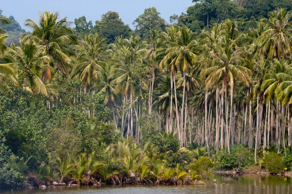 Tropische rivier met palmbomen op kusten Stockfoto