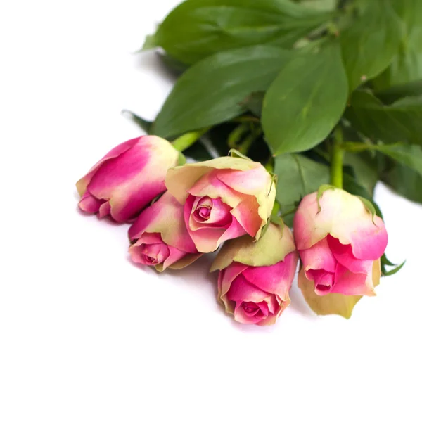 Bouquet av fargede roser isolert på hvit bakgrunn – stockfoto