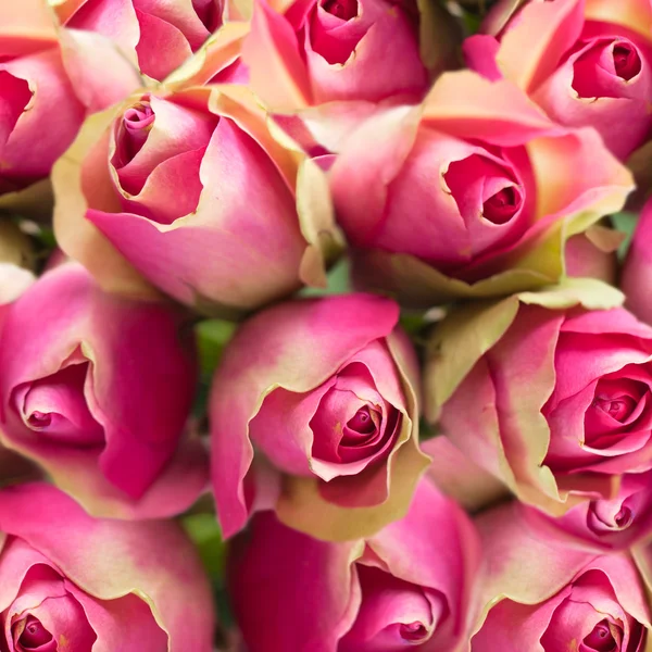 Bouquet av fargede roser, bakgrunn – stockfoto