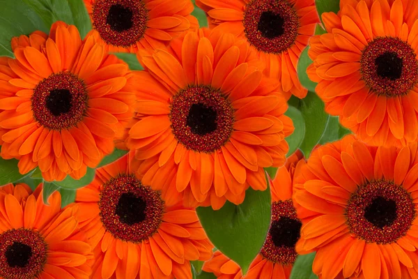 Vibrant Gerbera Flowers, background — Stock Photo, Image