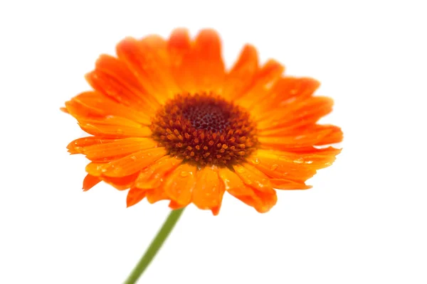 Marigold with drops of water on a white background — Stock Photo, Image