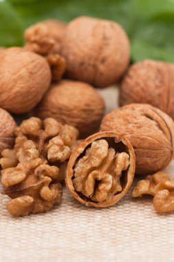 bahçede yeşil yaprakları ile ceviz