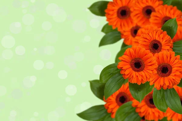 Achtergrond met mooie oranje gerbera's. zomer bloemen achtergrond. Rechtenvrije Stockfoto's