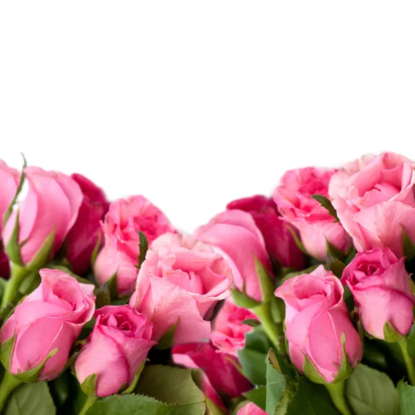 粉红玫瑰，白色背景 免版税图库照片
