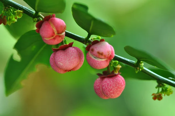 Makrofrukt – stockfoto