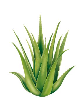 aloe vera illüstrasyon