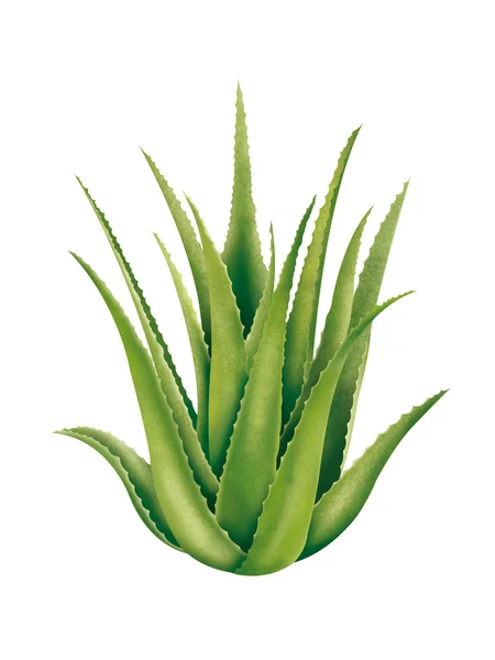 Ilustração de Aloe vera — Fotografia de Stock