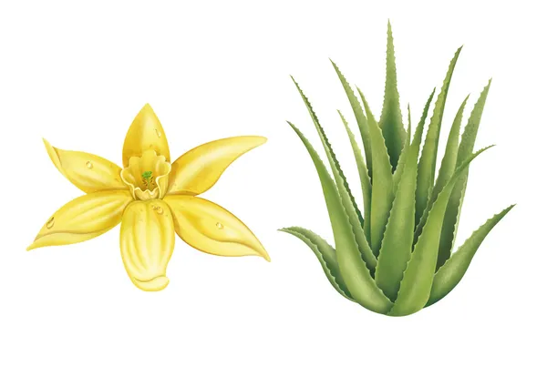 Illustrationen von Vanilleblüten und Aloe Vera — Stockfoto