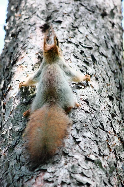 Petit écureuil . — Photo