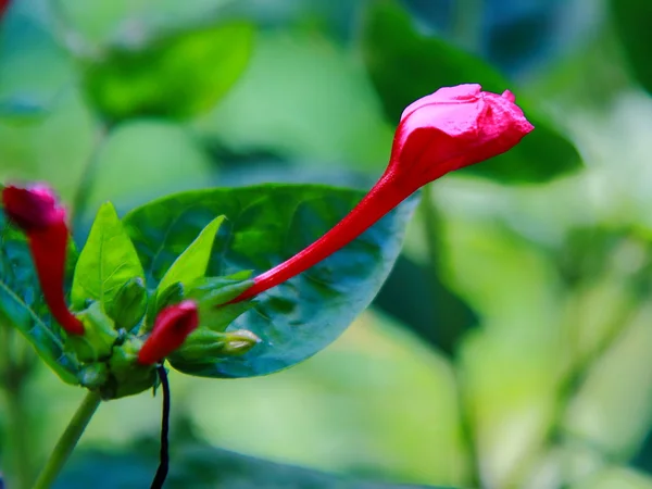 花香 — 图库照片