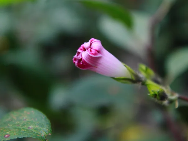 花香 — 图库照片