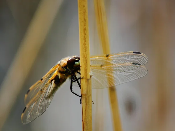 Libelle. — Stockfoto