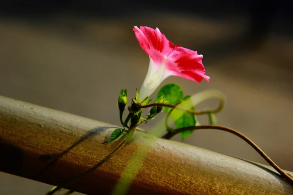 Flower — Stock Photo, Image