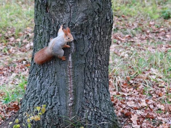 Mała wiewiórka w drewno jesień. — Zdjęcie stockowe
