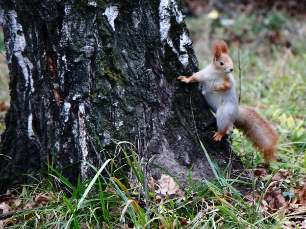 Little squirrel in the autumn wood.