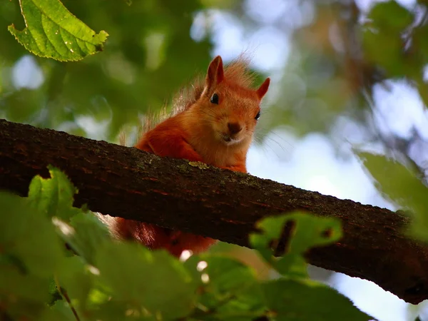 Pequeno esquilo na madeira de outono . — Fotografia de Stock