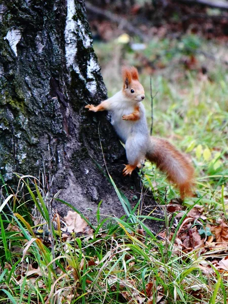 Petit écureuil dans le bois d'automne . — Photo