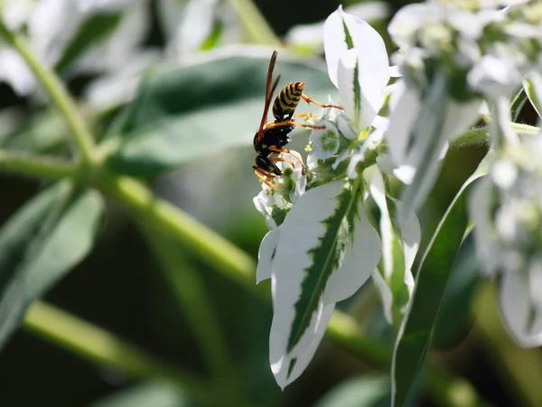 Vespa em uma flor. — Fotografia de Stock