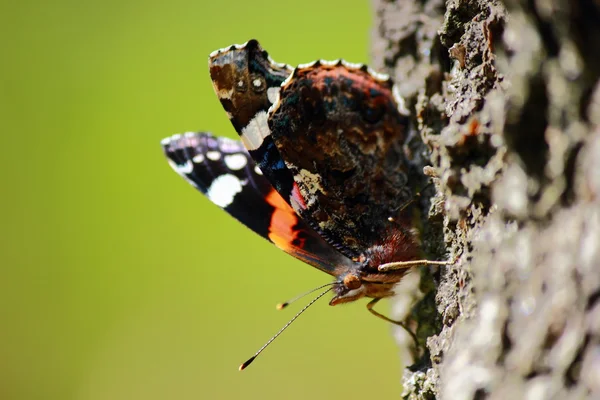 Papillon sur une écorce d'arbre . — Photo