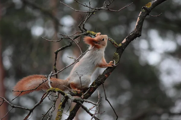 L'écureuil sur un arbre . — Photo