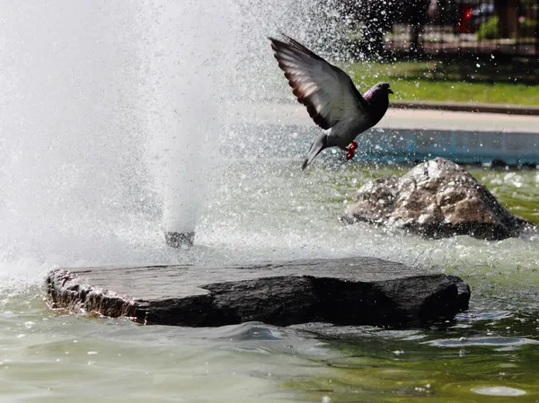 "After a watering place". — Stockfoto