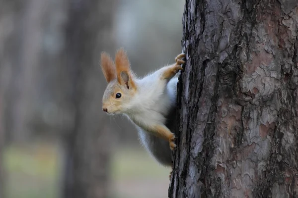 Ekorre i höst trä. — Stockfoto