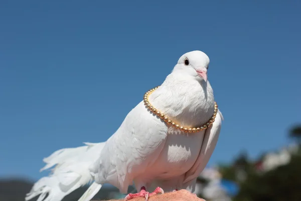Белый голубь . — стоковое фото