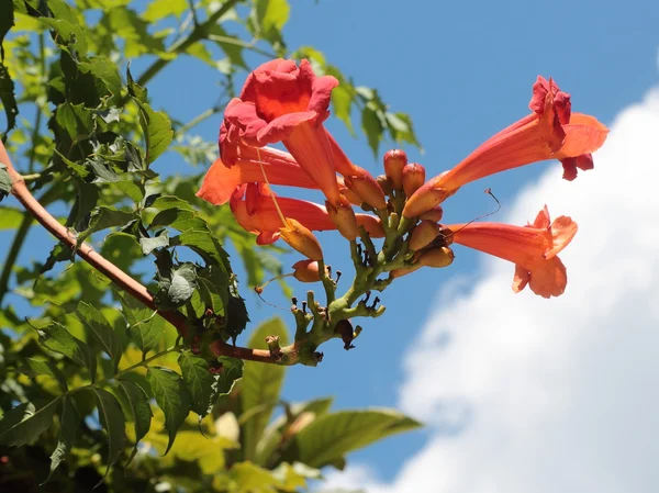 Fiore di melograno . — Foto Stock