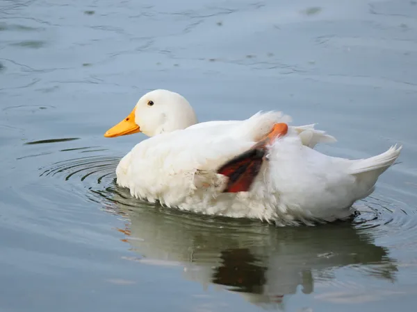 Beyaz ördek. — Stok fotoğraf