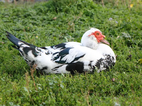 Kachna pižmová. — Stock fotografie