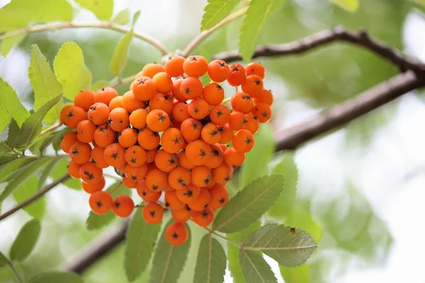 Penseel van mountain ash. — Stockfoto