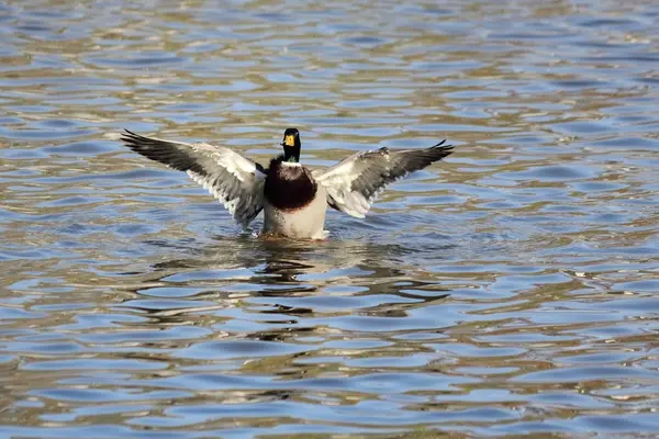 På starten — Stockfoto